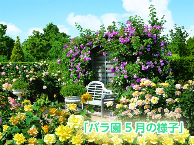 花菜ガーデンの写真