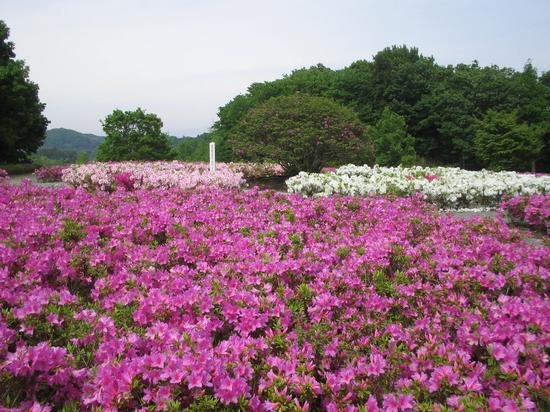 あつぎつつじの丘公園の写真