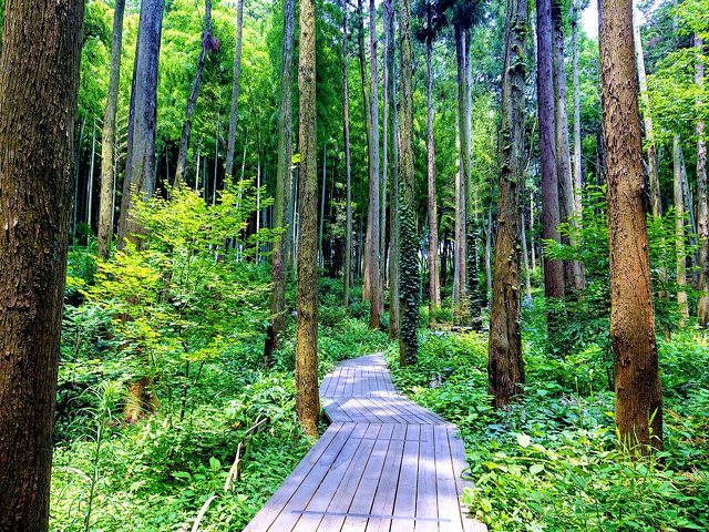 藤沢えびね・やまゆり園の写真