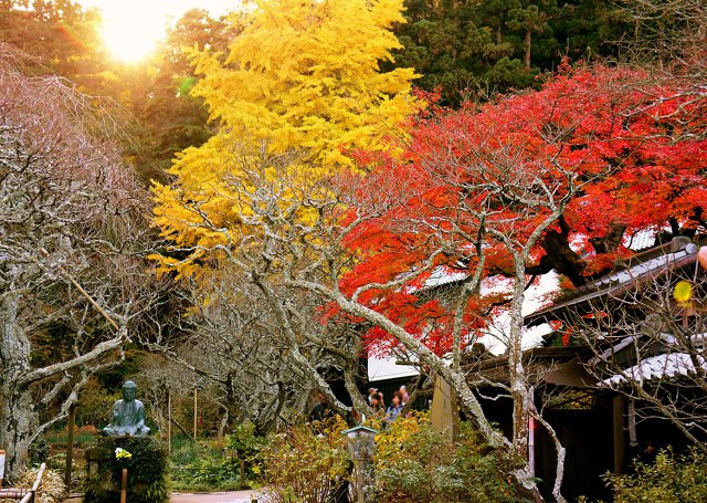 東慶寺の紅葉 紅葉 自然 植物 鎌倉市 イベント情報 湘南ナビ