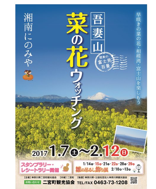 吾妻山 菜の花ウォッチング 花見 植物 中郡二宮町 イベント情報 湘南ナビ 吾妻山 菜の花ウォッチング 花見 植物 中郡二宮町 イベント情報 湘南ナビ