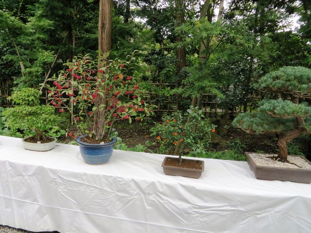盆栽展 旧吉田茂邸公開記念イベント 植物 フリーマーケット バザー 中郡大磯町 イベント情報 湘南ナビ 盆栽展 旧吉田茂邸公開記念イベント 植物 フリーマーケット バザー 中郡大磯町 イベント情報 湘南ナビ