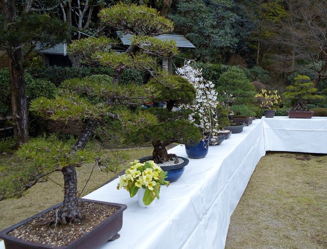 盆栽展 街 地域 植物 展示会 展覧会 中郡大磯町 イベント情報 湘南ナビ