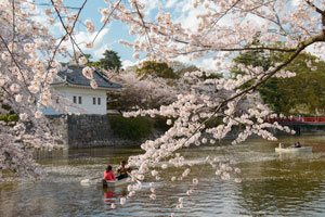 小田原桜まつり 自然 街 地域 祭 伝統行事 小田原市 イベント情報 湘南ナビ