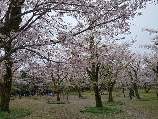 飯山白山森林公園 アウトドア 公園 厚木市 湘南ナビ